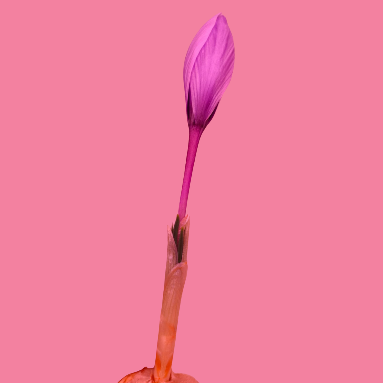 CANCER (11)